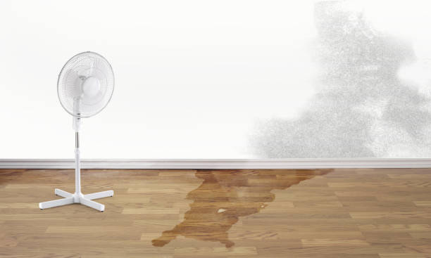 Best Water damage cleanup near me  in Hollandale, MS